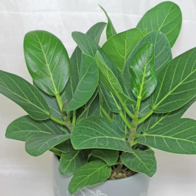 Фикус [Фото и названия] ✓ Виды, уход в домашних условиях (2019)