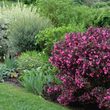 Вейгела: виды, особенности ее посадки и выращивания