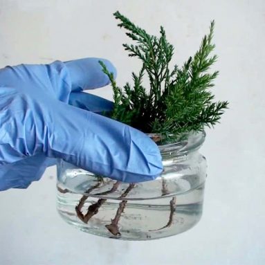 Лаконичные правила черенкования туи