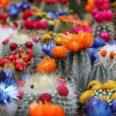 Милые колючки: 12 популярных цветущих кактусов для дома