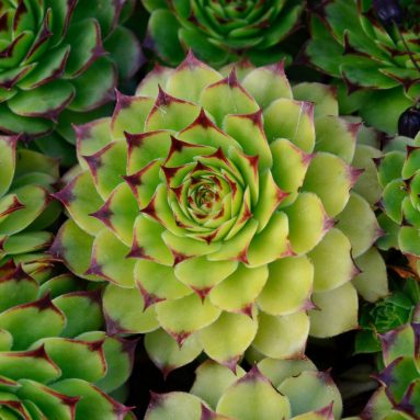 Каменная роза (фото) Посадка и уход в домашних условиях [2019]