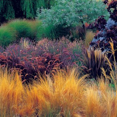 Декоративные травы и злаки: Фото, названия ☘️ Ландшафтный дизайн