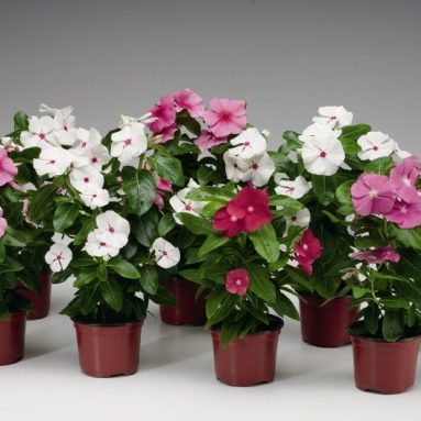 Катарантус (Фото) ✅️ Посадка, уход и размножение [2019]