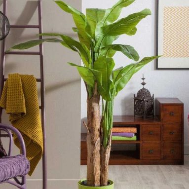 Как вырастить банановое дерево дома? Инструкция по выращиванию из покупного банана