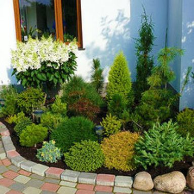 Хвойные в ландшафтном дизайне дачного участка