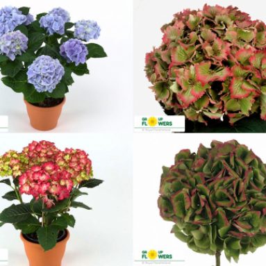 Гидрангея: выращивание гротензии макрофилла (macrophylla)