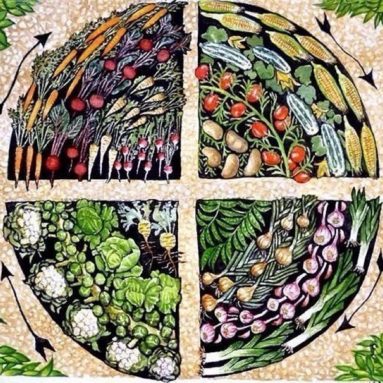 Каким должен быть севооборот культур на огороде