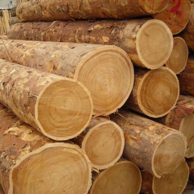 Как надолго сохранить древесину: Советы заготовки от старинных мастеров