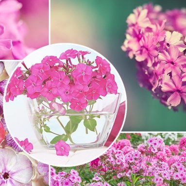 Яркие флоксы — достойное украшение любого сада