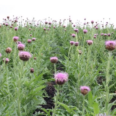 Как дешёвые средства из левзеи придадут сил и укрепят иммунитет: рецепты и отзывы по ним