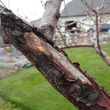 Как сделать так, чтобы кора на деревьях не потрескалась за зиму