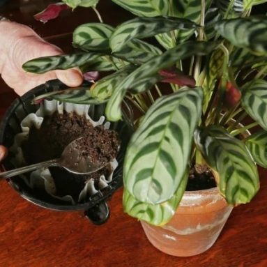 Вкусное «меню» с подкормкой для домашних растений