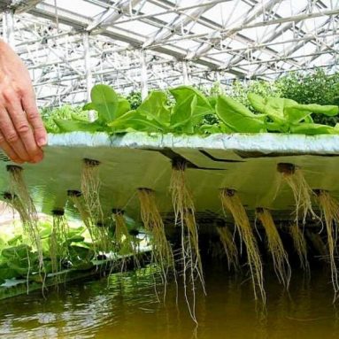 Интересно знать! 4 варианта, чем заменить землю в горшках