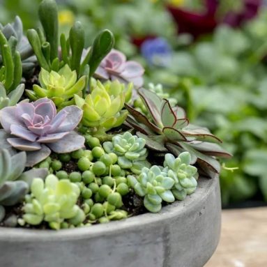 Суккуленты — 5 простых правил по уходу