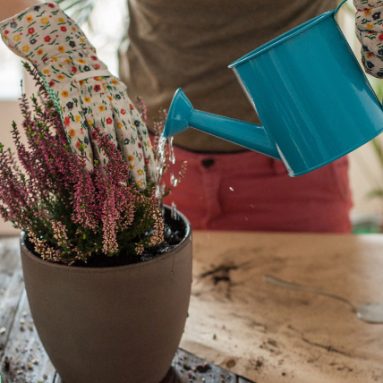 Без химии: 3 натуральных удобрения для домашних цветов