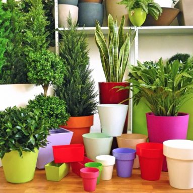 4 причины выбрать для цветка горшок из пластика, а не керамики