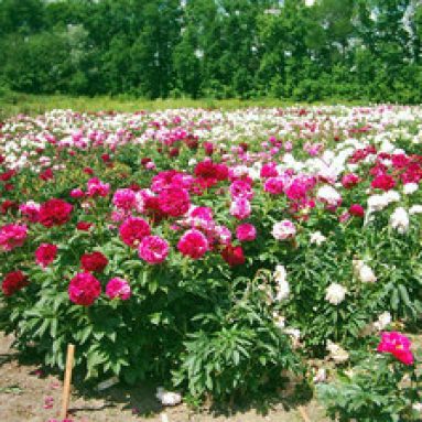 Особенности посадки, разведения и ухода за пионами