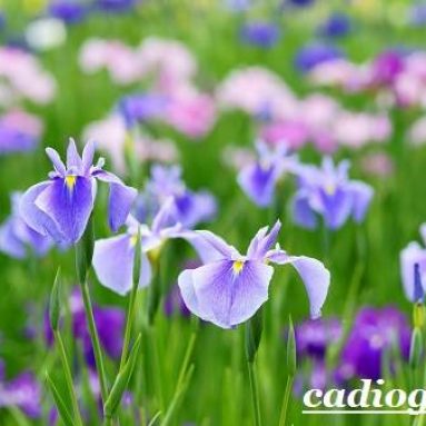 Цветок ирис: описание и виды, фото