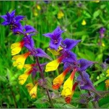 Иван-да-Марья — цветок, окруженный народными легендами