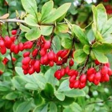 Растение барбарис в ландшафтном дизайне: посадка и уход