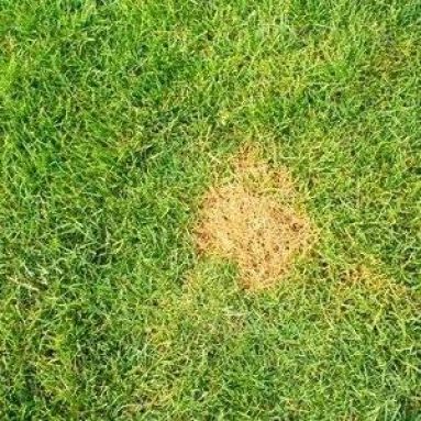 Почему желтеет газон и что делать для его восстановления