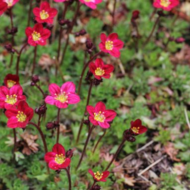 Особенности камнеломки: посадка в открытом грунте, уход