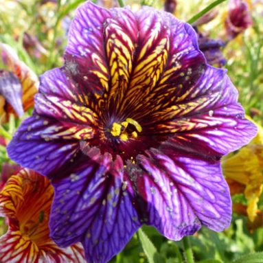 Посадка и уход за сальпиглоссисом: сорта, фото цветов