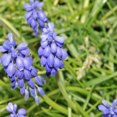 Посадка мускари и уход в открытом грунте: советы и фото