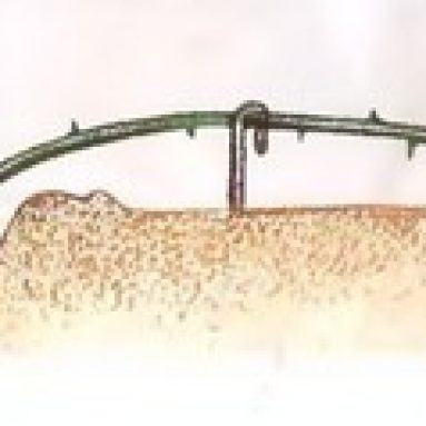 Как правильно укрыть розы на зиму