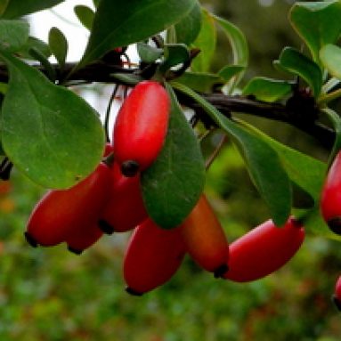 Растение barbaris: правила ухода, методы размножения дерева