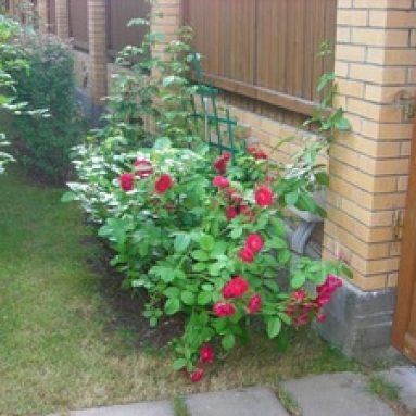 Оформление розария на вашем участке в саду