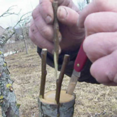 Прививка и окулировка фруктовых деревьев