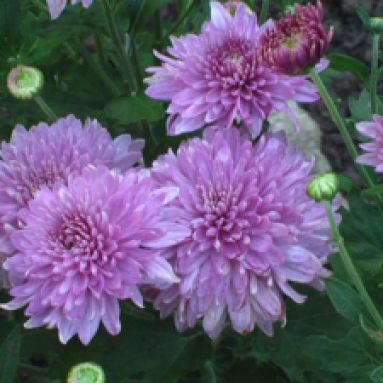 Сорта хризантем, разнообразие цветов и их фото