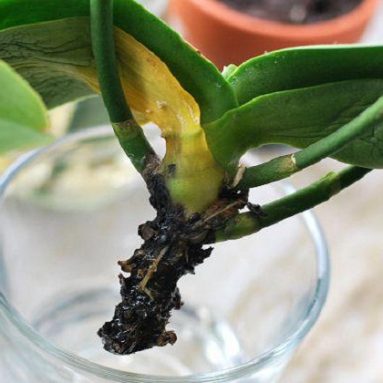 Как реанимировать орхидею, если ее корни сгнили?