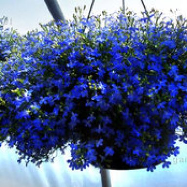 Выращивание лобелии