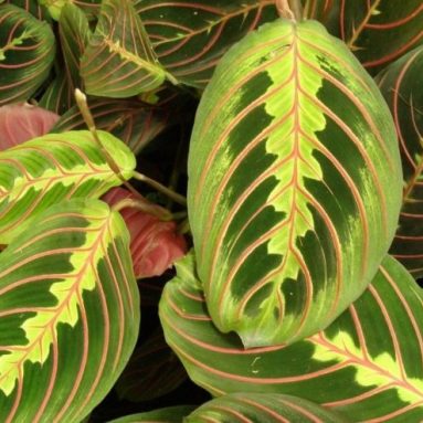 Маранта: фото, виды, секреты выращивания и уход в домашних условиях