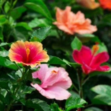 Как зимует гибискус садовый: выращивание и фото в саду