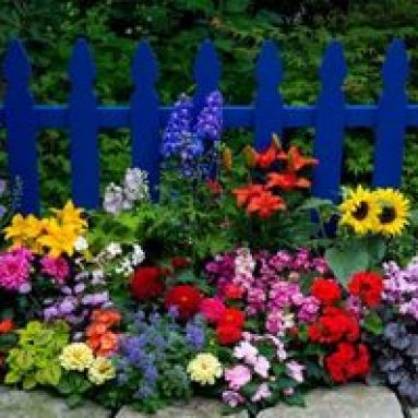 Многолетние неприхотливые растения и цветки для сада