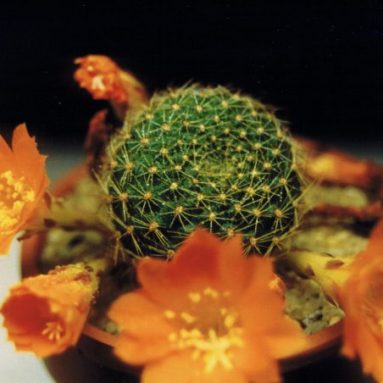 Кактус ребуция: справится даже новичок