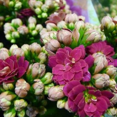 Каланхоэ Каландива: уход в домашних условиях