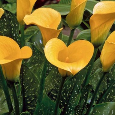 Посадка и уход за каллами в открытом грунте