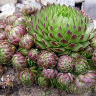 Молодило или каменная роза: посадка и уход, основные виды