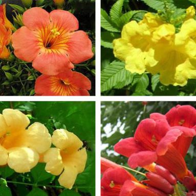 Правила посадки и ухода за кампсисом в средней полосе