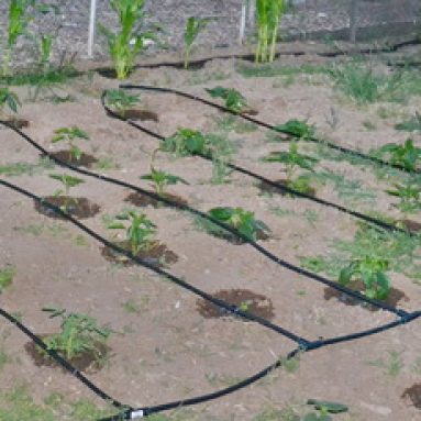 Капельный полив в теплице