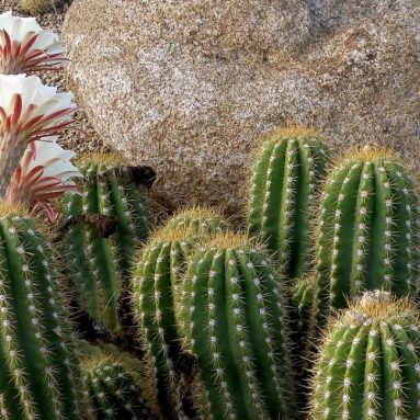 Привлекательный цереус — посадка и уход в домашних условиях