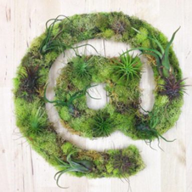 Живые картины, мох и суккуленты в дизайне интерьера