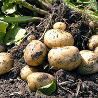 Болезни картофеля: описание популярных форм, фото, причины, как бороться