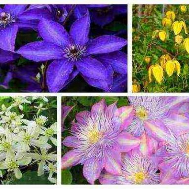 Сорта клематиса третьей группы обрезки