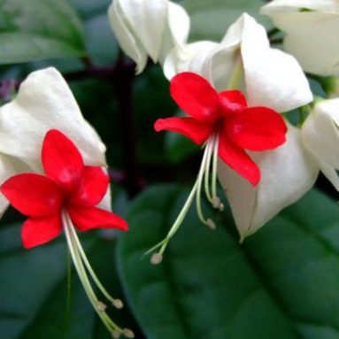 Клеродендрум и уход за ним в домашних условиях: фото цветка