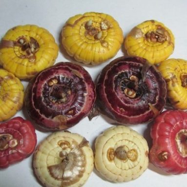 Когда доставать из холодильника гладиолусы для проращивания?